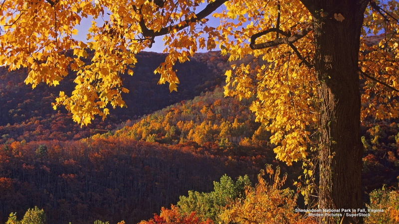 Forest, Fall, Mountain, Landscape, Shenandoah National Park, Earth, Virginia (State in USA), Foliage, 1080P