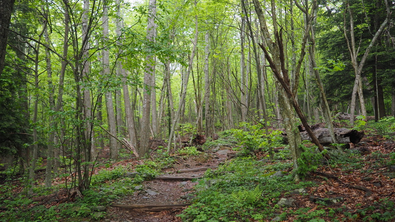 4K, peace, woodland, tree trunk, trunk, green color, no people, non-urban scene, forest, plant, land, day, luray, path, united states, one animal, solitude