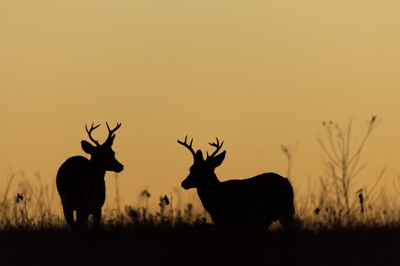 wildlife, looking, male, meadow, whitetail, majestic, mammal, usa, deer, animals in the wild, nature, virginia, vertebrate, animal themes, copy space, horns