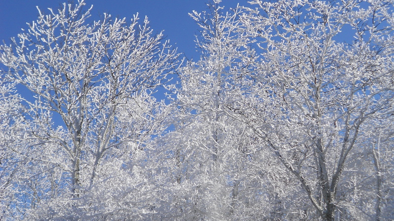 outdoors, tranquility, winter, blue, white color, beauty in nature, snow, bare tree, shenandoah national park, ice, frozen, 4K, growth, trees, sky, united states