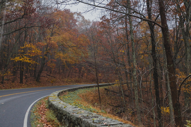 tree, orange, autumn, day, beauty in nature, winding, 5K, tranquil scene, change, land, tree trunk, transportation, woodland, fall, plant, red, shenandoah national park
