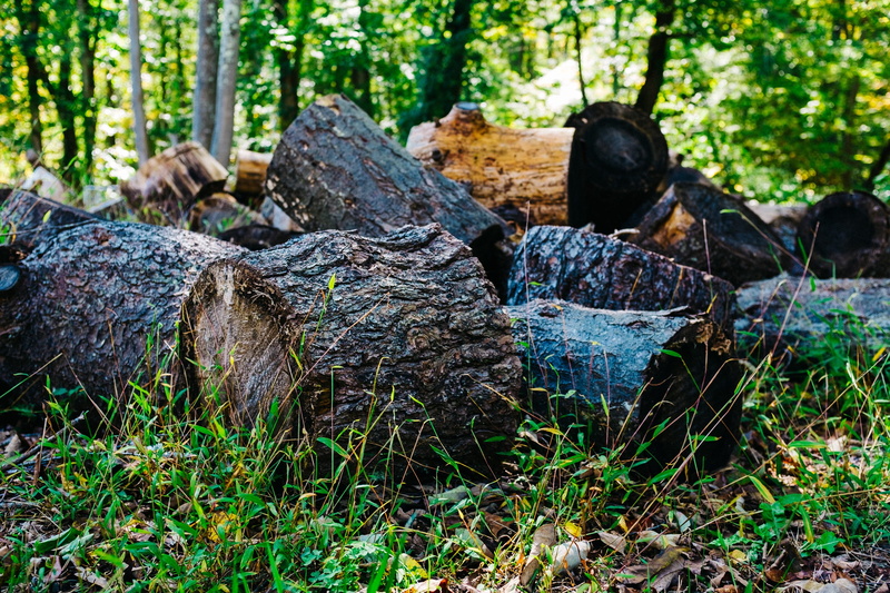 plant, stack, growth, wood, tranquility, timber, firewood, united states, log, bark, shenandoah national park, forest, solid, wood - material, focus on foreground