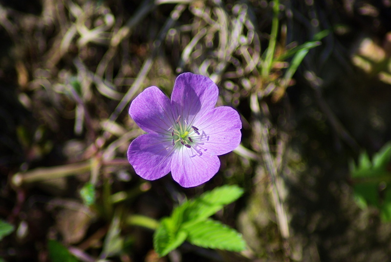 maid, vulnerability, close-up, flowers, shenandoah, bloom, root, flower, cranesbill, growth, alum, springtime, stamen, pollen, freshness, 4K, virginia