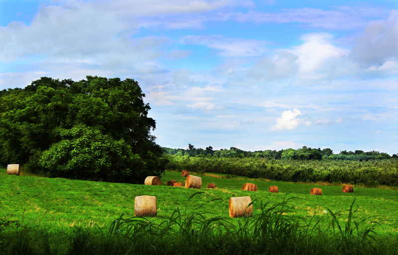 cloud - sky, nature, landscape, field, rural, farm, virginia, livestock, beauty in nature, land, no people, 4K, tree, shenandoah valley, scenics - nature