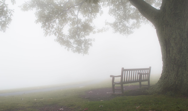 landscape, hazy, bench, shenandoah national park, day, bench in fog, plant, no people, outdoors, trunk, beauty in nature, tree, 4K, tranquil scene, tranquility