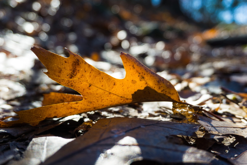 field, day, forest, sunlight, leaf, natural condition, shenandoah national park, falling, autumn, bokeh, 5K, fall, plant part, vulnerability, no people