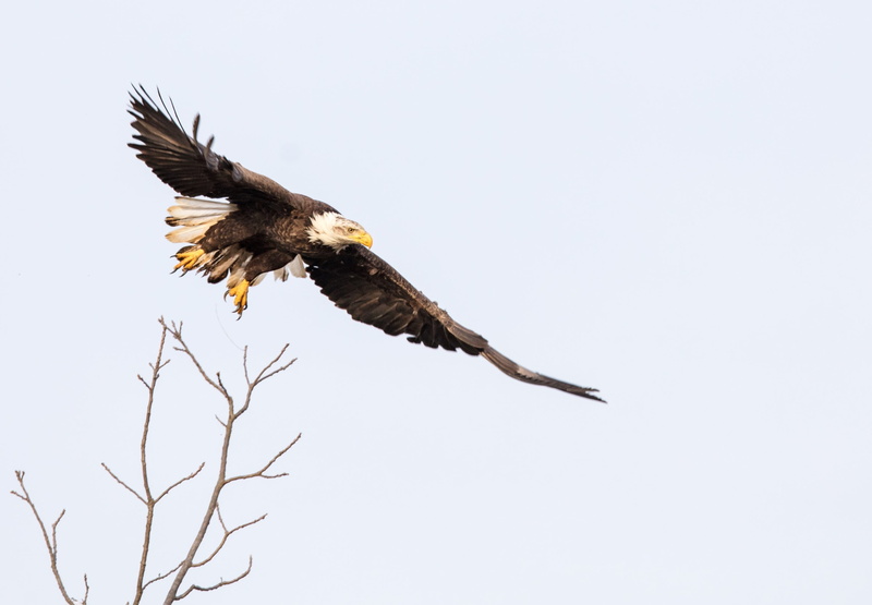 bird, one animal, soaring, majestic, virginia, animal wildlife, usa, predator, clear sky, animals in the wild, outdoors, animal, animal themes, low angle view
