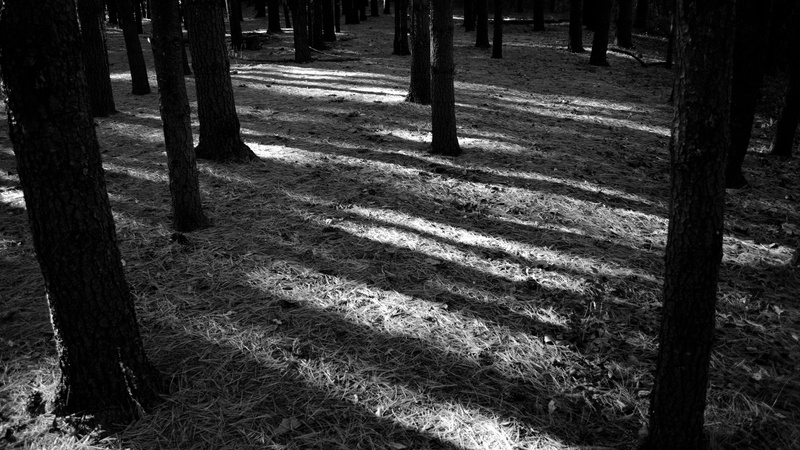 tranquil scene, trunk, sun ray, growth, field, united states, pine, sunlight, nature, 4K, trees, tranquility, outdoors, shadow, grass, pine needle, forest