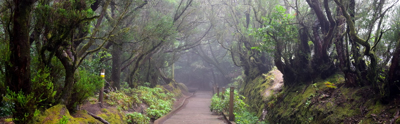 the way forward, hiking, away, tree, migratory path, canary islands, direction, environment, plant, tenerife, outdoors, beauty in nature, path, non-urban scene