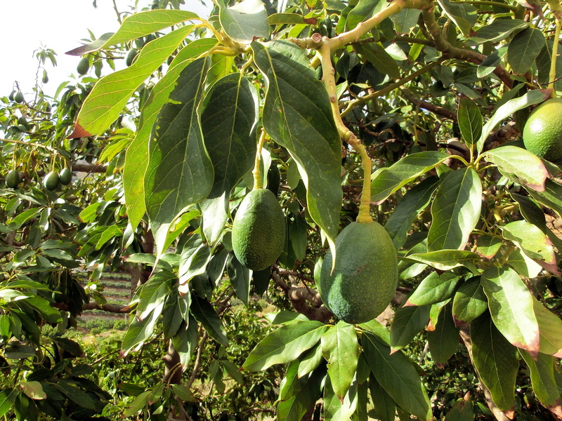 Laurel, Plant, low angle view, organic, sunlight, nature, outdoors, food, fruit, beauty in nature, freshness, oblong, crop, close-up, 2K, branch, Avocado
