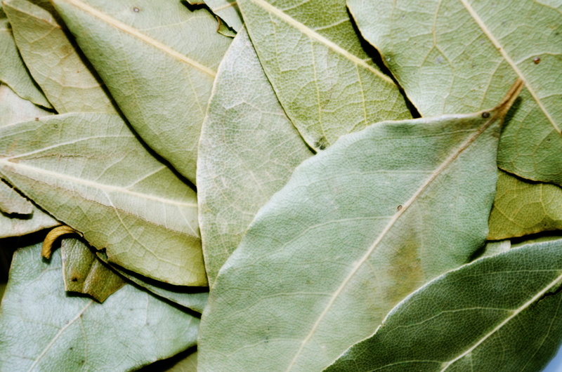 pattern, leaves, leaf, beauty in nature, outdoors, dried, lot, backgrounds, Pepper, freshness, oval, vulnerability, green color, Bay Leaf, green, 4K, textured