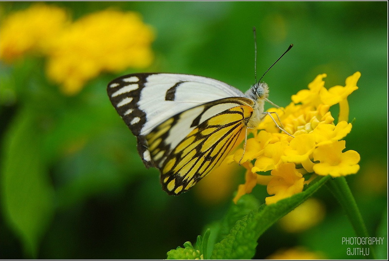 flower, caper  white, animal, photography, insect, Caper White, butterfly - Insect, petaled, white, Belenois aurota, nature, Flickr, 720P, animal Wing