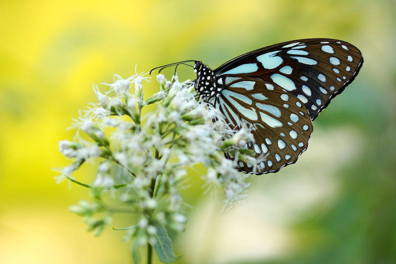 blue, animal, insect, White Butterfly, wing, brown, invertebrate, vulnerability, bloom, flowers, butterfly, selective focus, springtime, one animal, freshness