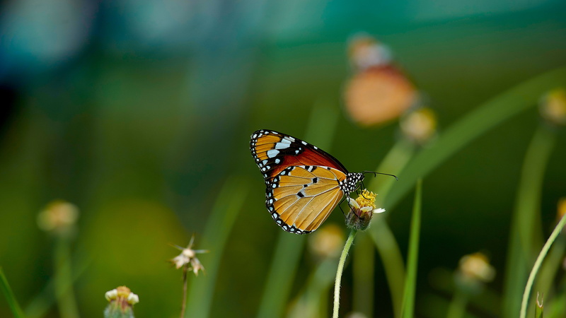 selective, selective focus, animal Wing, butterfly, butterfly - Insect, beauty In Nature, nature, Trichy, multi Colored, ts, can, Monarch Butterfly, dreams