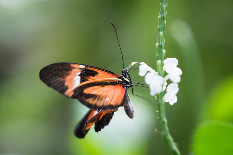 beauty In Nature, summer, insect, photography, selective, multi Colored, white, black, close-up, time, papillon, browser, orange, flower, macro, animal