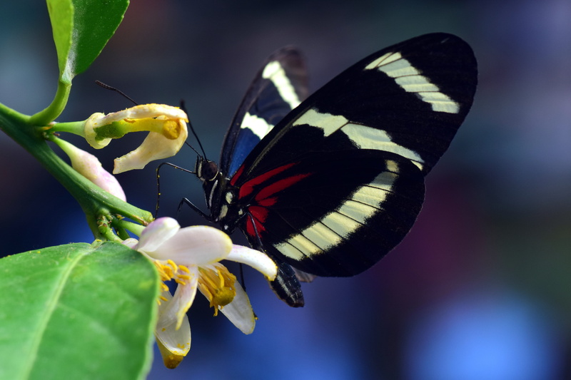 tropical, 5K, animal, animal wing, tender, colorful, white, nectar, animal themes, focus, petaled, no people, food, animal body part, flower head, one animal