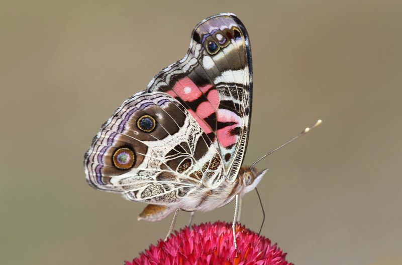 All You Need, close-up, pink, animal, north carolina, american lady, vanessa virginiensis, 4K, richmond county, field, macro, depth of field, red, butterfly - Insect