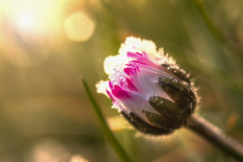 photography, pâquerette, blossom, summer, petal, petaled, focus, Sandrine, selective, macro, nature, sunrise, close-up, flower, white, flower Head, plant