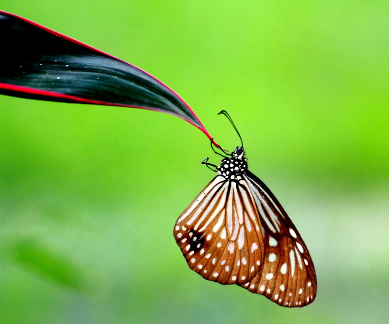 Up, Arakan, form, white butterfly, Parantica Agléoidès Agléoidès, Myanmar, butterfly - Insect, Burma, multi Colored, close-up, beauty In Nature, brown