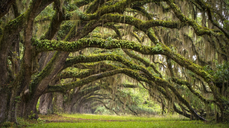USA, outdoors, nature, South Carolina, tree trunk, non-urban scene, trees, scenics - nature, branch, green color, forest, field, tranquility, no people