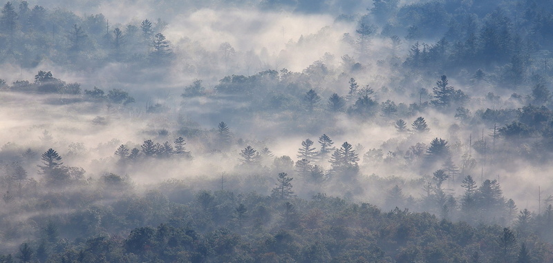 1080P, nature, morning, forest, trees, North Carolina, sunlight, mist, landscape, photography