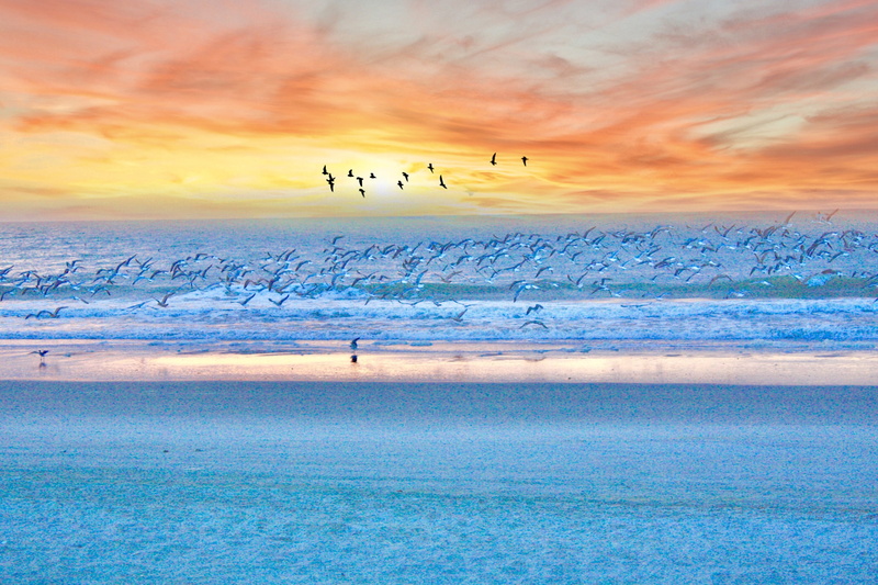sky, large group of animals, ocean, scenics - nature, animals in the wild, beauty in nature, land, cold temperature, myrtle beach, animal wildlife, sunset