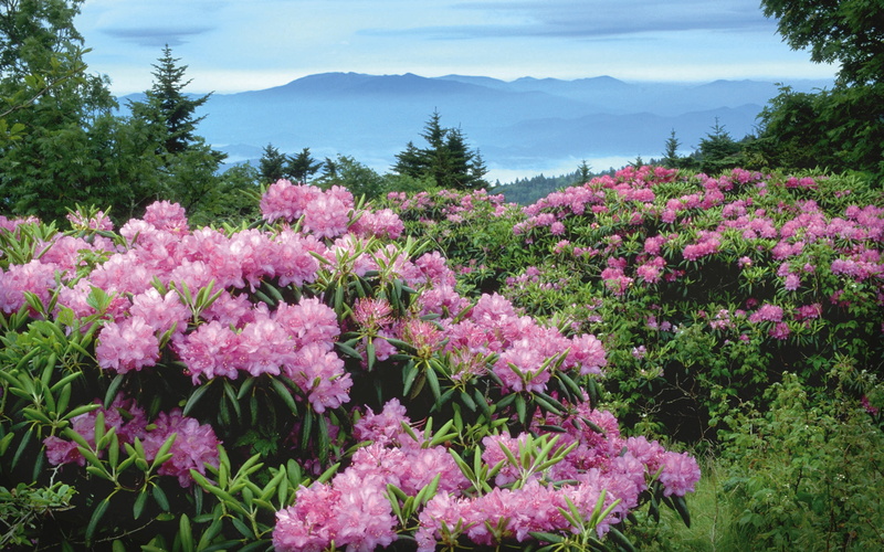 outdoors, fragility, pink color, hd, rhododendron, flower, tree, scenics - nature, mount, sky, no people, plant, mitchell, nature, mountain