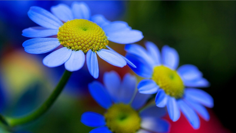 hd, 4K, inflorescence, freshness, flowering plant, petals, purple, petal, beauty in nature, fragility, mobile, flower head, focus on foreground, pollen