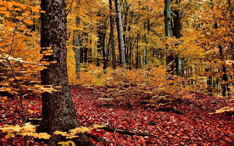 falling, green Color, red, footpath, 720P, plant part, tree, tree trunk, messy, land, leaf, autumn, forest, orange Color, lush Foliage, park - Man Made Space