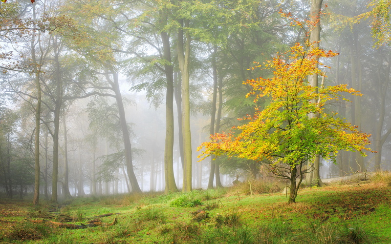 seasons, autumn, nature, 4K, trees, forests, fog