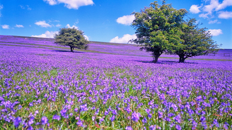 2K, p, dartmoor, devon, n, Spring/Summer, england, bluebells