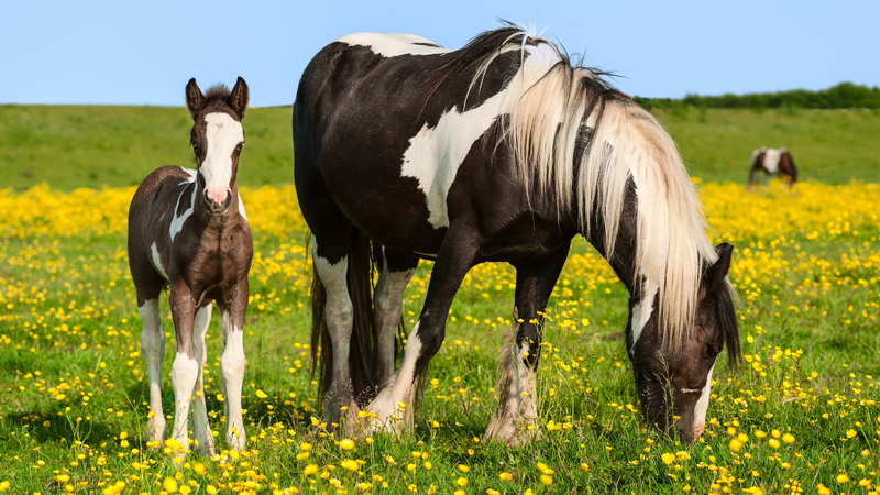 Grass, Horses, Summer, 4K, Wildflowers