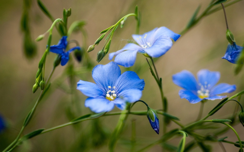 Summer, Blue, Wildflowers, 1080P, Flowers