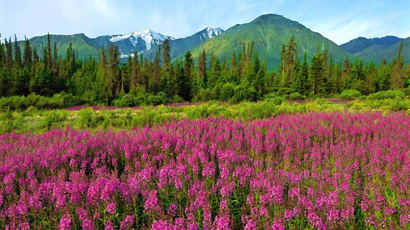 1080P, petaled, cluster, mountain, flowers, canada, trees, pretty, summer, national park, peaks, pink, spring, wildflowers, lovely