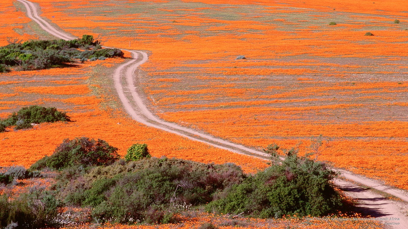 wildflowers, africa, Spring/Summer, south, road, namaqualand, 2K