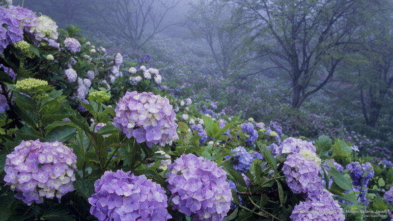 saitama, park, 2K, hydrangea, minoyama, minano, japan, Spring/Summer
