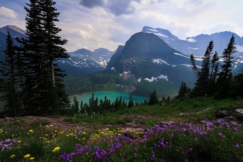 Landscape, Lewis Range, Grinnell Glacier, 1080P, Lake, Glacier National Park, Mountains, Montana, Grinnell Lake, Mount Gould, Flower