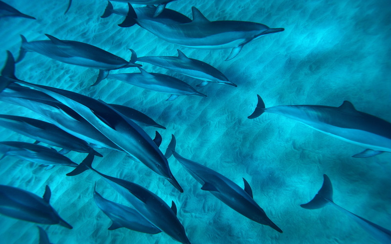 Hawaiian, Dolphins, Sea, 1080P, States, school, Blue, United, Spinner