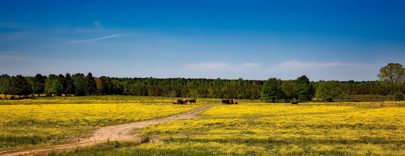 Yellow, non-Urban Scene, Farm, coniferous tree, scenics - nature, blue, springtime, crop, pine tree, Landscape, sky, green Color, 1080P, beauty In Nature