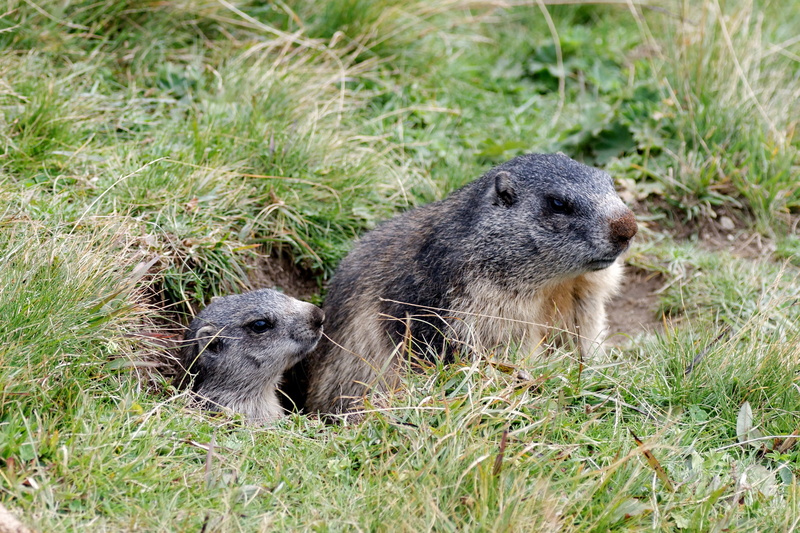 animal themes, young animal, day, grass, animal wildlife, otter, Valais, prairie Dog, mammal, underwater, Aletsch Glacier, group of animals, two animals