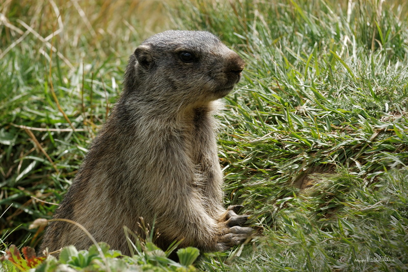 valais, day, marmots, aletsch glacier, squirrel, grass, focus on foreground, field, outdoors, plant, land, nature, sitting, no people, vertebrate, animal wildlife