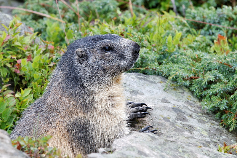 mammal, animal themes, jungfrau region, marmots, animal wildlife, day, animal, nature, rock, solid, 2K, underwater, rodent, otter, switzerland, animals in the wild