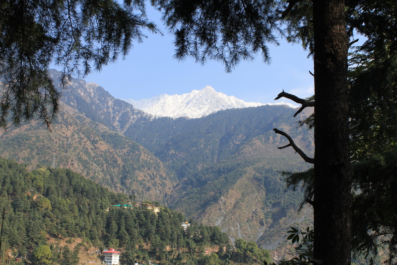 nature, beauty in nature, sky, dharamshala, trunk, himalayas, mountain, mountains, growth, tree, mountain range, land, plant, tranquil scene, india, 5K