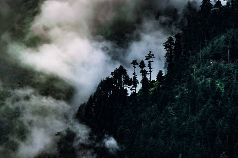 forest, scenics - nature, non-urban scene, nature, cloud - sky, power in nature, smoke - physical structure, mountain, tranquil scene, outdoors, pine tree