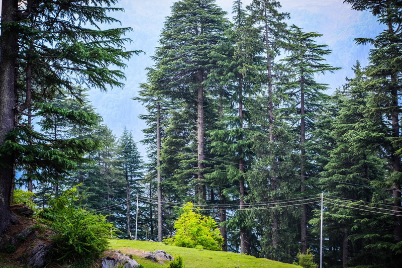 hamta pass, outdoors, nature, pine tree, coniferous tree, foliage, green color, forest, idyllic, no people, india, 5K, pine woodland, tree, day, timberland