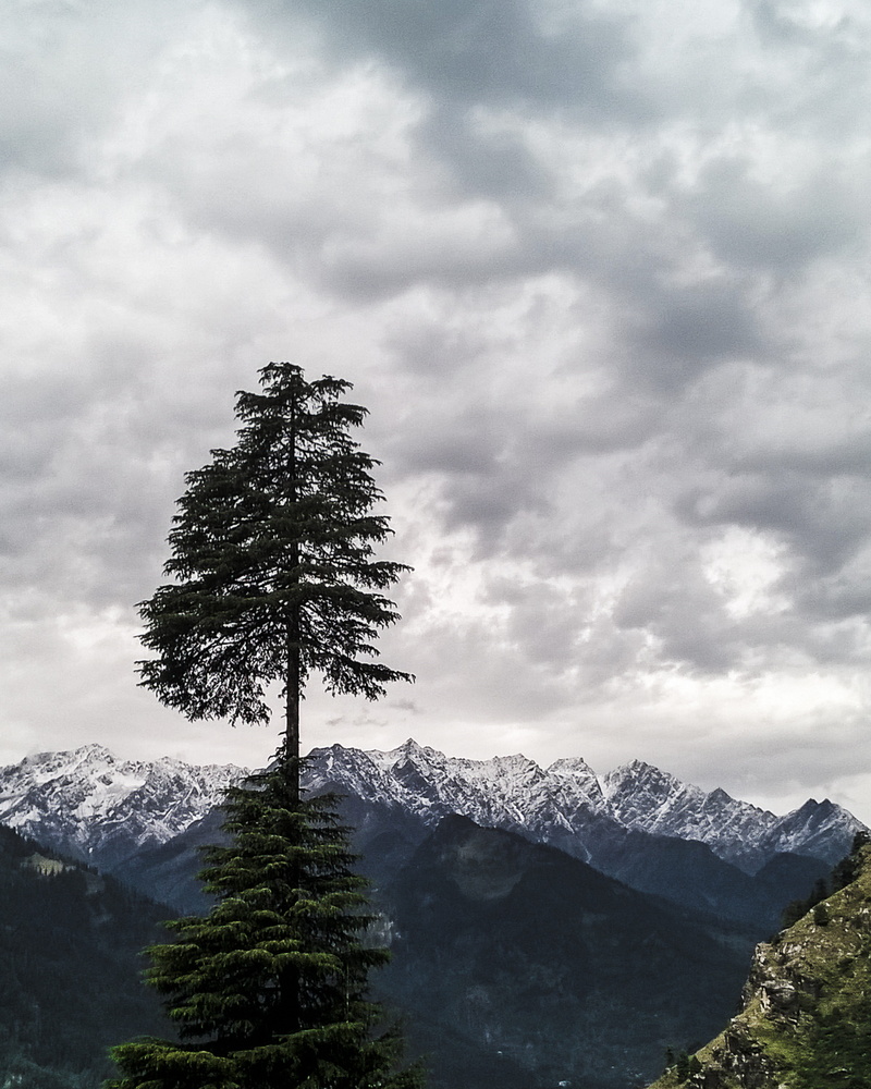 treking, beauty, plant, tranquility, day, mountain, winter, mountain peak, love, land, outdoors, 5K, no people, tree, beauty in nature, fir tree, non-urban scene