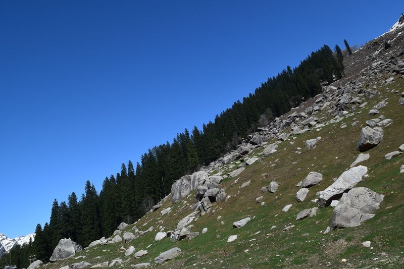 rock - object, grass, coniferous tree, plant, solid, tranquility, copy space, sky, 5K, low angle view, mountain, manali, clear sky, india, rock, slope