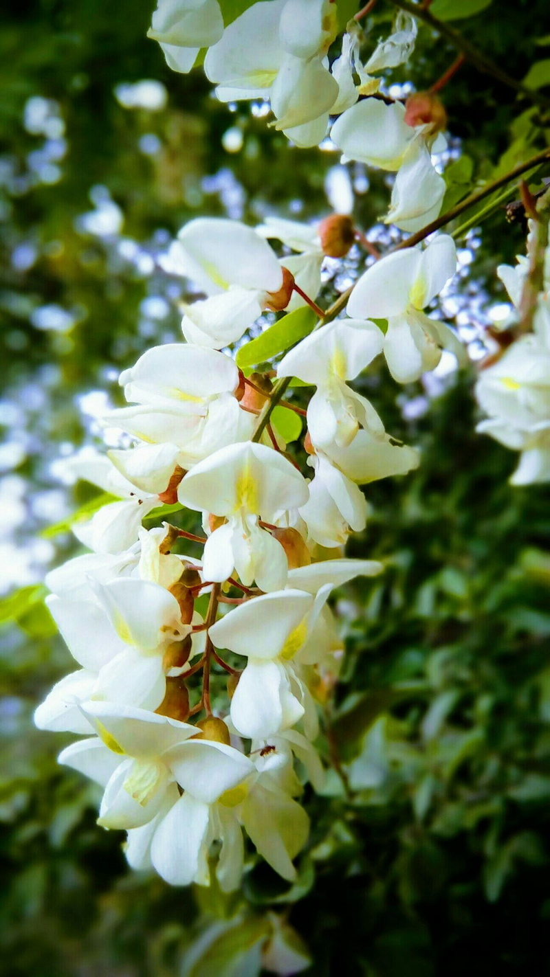 spring, fragility, pollen, kullu, plant, leaf, outdoors, springtime, freshness, close-up, vulnerability, focus on foreground, flower head, beauty in nature
