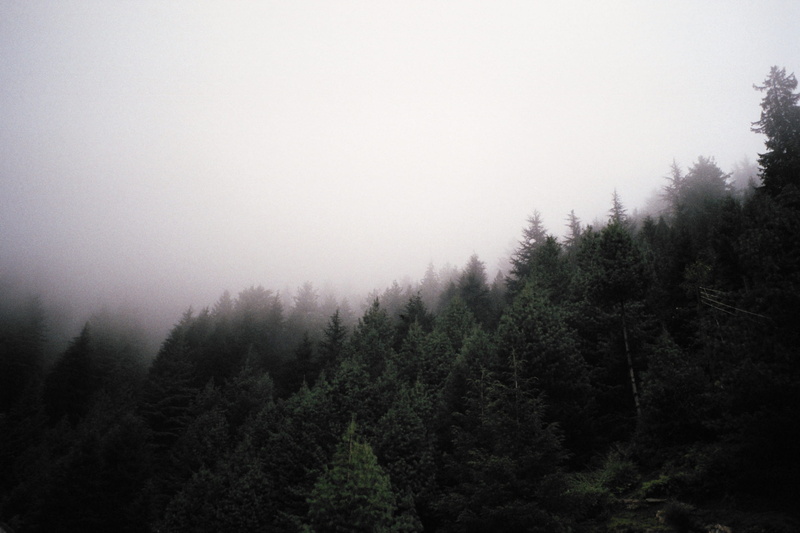 growth, 2K, nature, tree, manali, scenics - nature, fog, wood, land, sky, coniferous tree, pine tree, hymalayan, india, day, environment, no people, forest