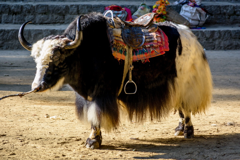domestic animals, Yak, herbivorous, animal wildlife, field, vertebrate, bull - Animal, animals And Pets, sand, mammal, Manali, outdoors, animal, horned